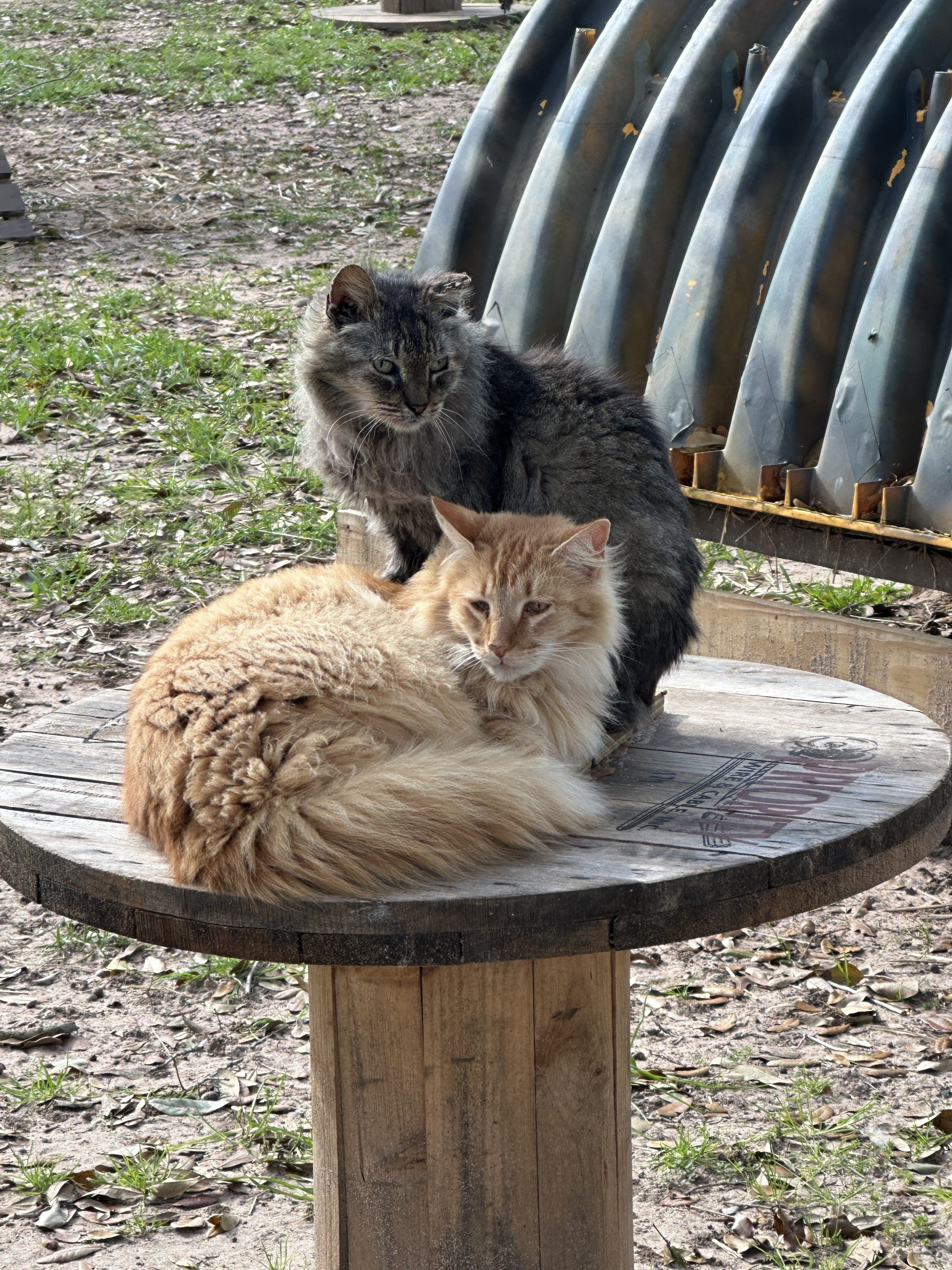 Simba and Grey Fox